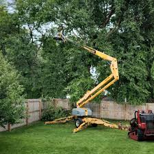 Best Root Management and Removal  in Collings Lakes, NJ
