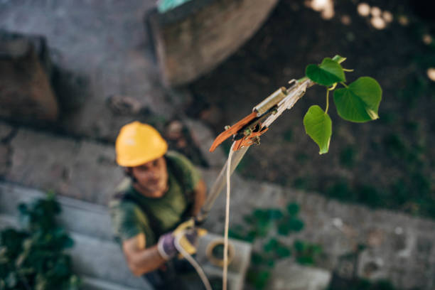 Best Tree Maintenance Programs  in Collings Lakes, NJ