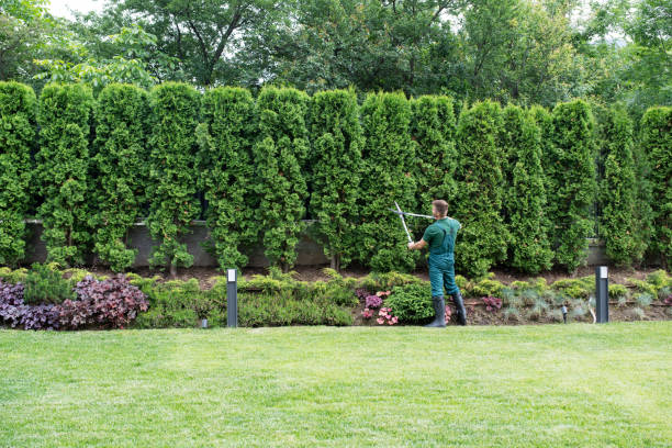 Best Tree Risk Assessment  in Collings Lakes, NJ