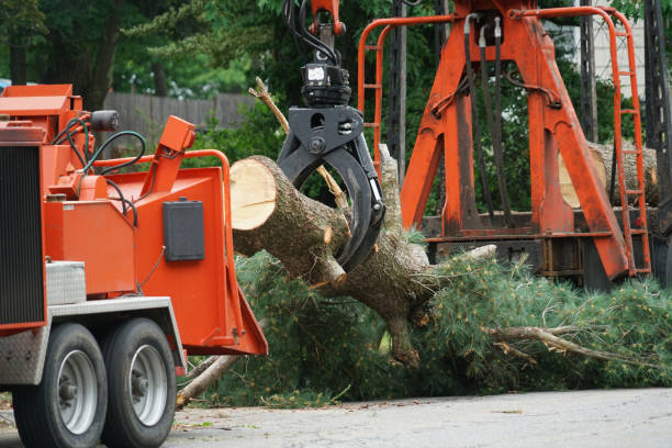 Best Emergency Tree Removal  in Collings Lakes, NJ