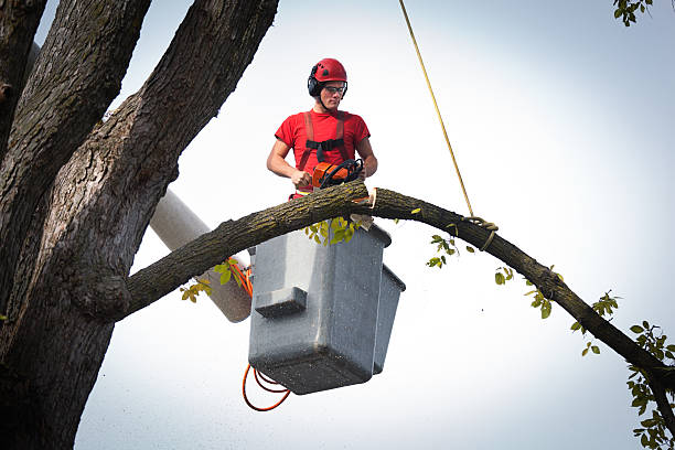 Best Tree Mulching  in Collings Lakes, NJ