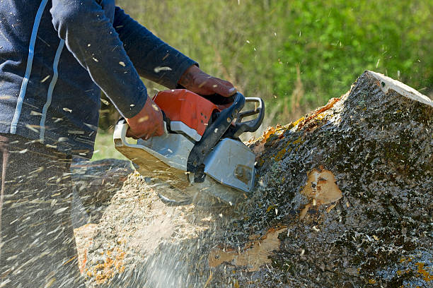 Best Grass Overseeding  in Collings Lakes, NJ