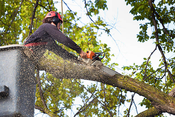 Lawn Watering Services in Collings Lakes, NJ
