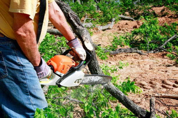 Best Palm Tree Trimming  in Collings Lakes, NJ